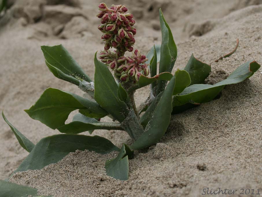 Veiny Dock, Winged Dock: Rumex venosus