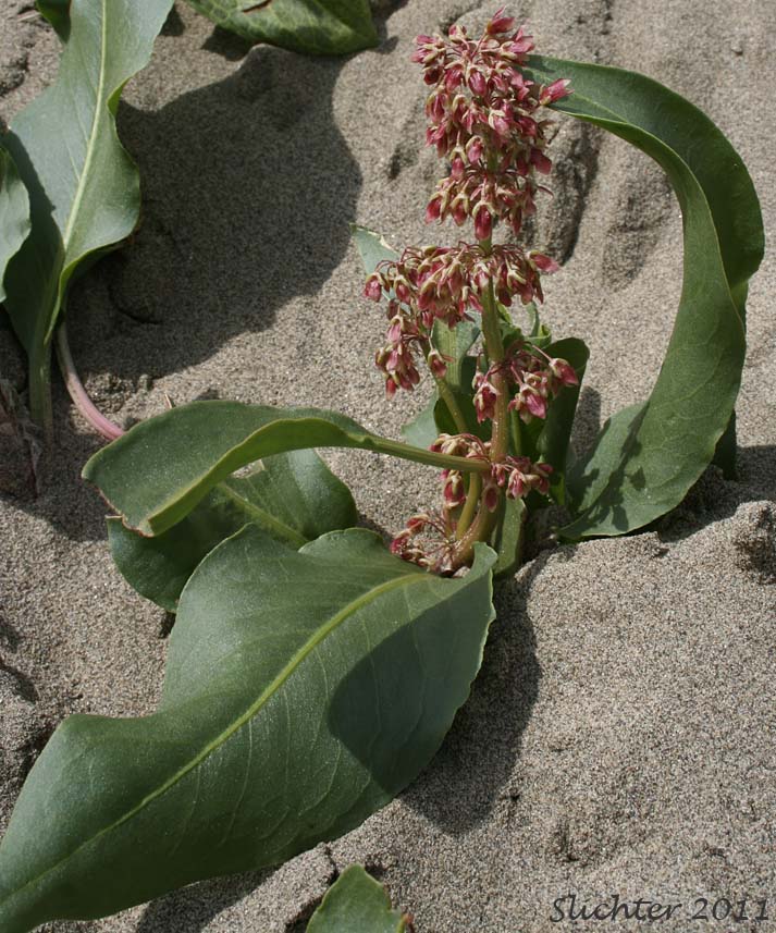 Veiny Dock, Winged Dock: Rumex venosus