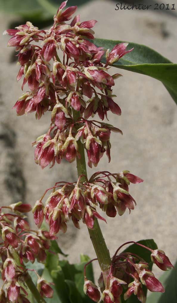 Inflorescence of Veiny Dock, Winged Dock: Rumex venosus