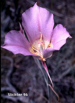 Sagebrush Mariposa: Calochortus macrocarpus ssp. macrocarpus