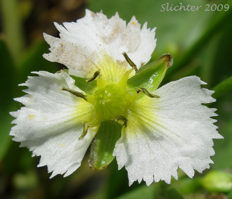 Flower of Fringed Waterplantain, Fringed Water-plantain, Star Waterplantain, Star Water-plantain, California Damisonium: Damasonium californicum (Synonym: Machaerocarpus californicus)