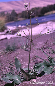 American Waterplantain, American Water-plantain, European Water-plantain, Northern Water-plantain: Alisma plantago-aquatica (Synonyms: Alisma plantago-aquatica var. americanum, Alisma plantago-aquatica var. plantago-aquatica, Alisma triviale)