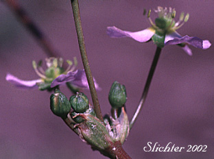 Inflorescence of American Waterplantain, American Water-plantain, Northern Water-plantain: Alisma plantago-aquatica (Synonyms: Alisma plantago-aquatica var. americanum, Alisma plantago-aquatica var. plantago-aquatica, Alisma triviale)