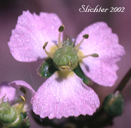 Flower of American Waterplantain, American Water-plantain, European Water-plantain, Northern Water-plantain: Alisma plantago-aquatica (Synonyms: Alisma plantago-aquatica var. americanum, Alisma plantago-aquatica var. plantago-aquatica, Alisma triviale)