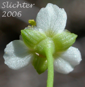Underside of the petals and sepals of the flower of American Waterplantain, American Water-plantain, Northern Water-plantain: Alisma plantago-aquatica (Synonyms: Alisma plantago-aquatica var. americanum, Alisma plantago-aquatica var. plantago-aquatica, Alisma triviale)
