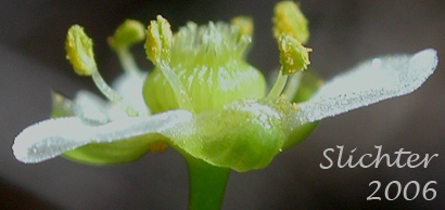 Sideview of the flower of American Waterplantain, American Water-plantain, Northern Water-plantain: Alisma plantago-aquatica (Synonyms: Alisma plantago-aquatica var. americanum, Alisma plantago-aquatica var. plantago-aquatica, Alisma triviale)