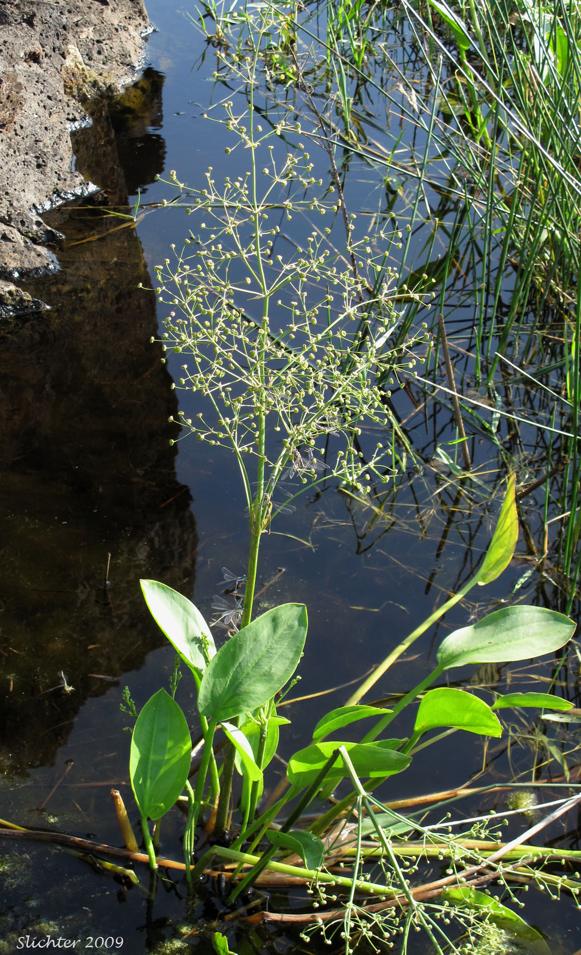 American Waterplantain, American Water-plantain, European Water-plantain, Northern Water-plantain: Alisma plantago-aquatica (Synonyms: Alisma plantago-aquatica var. americanum, Alisma plantago-aquatica var. plantago-aquatica, Alisma triviale)