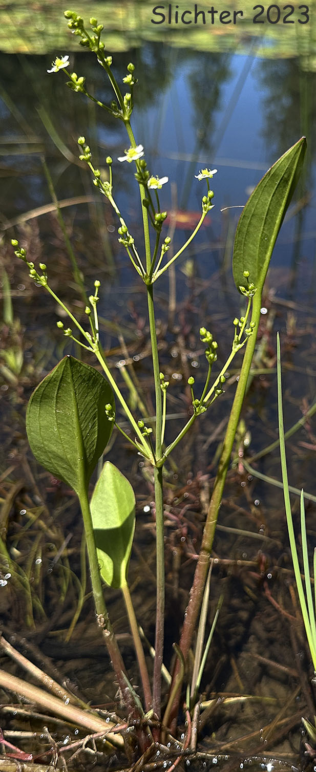 American Waterplantain, Northern Water-plantain: Alisma triviale (Synonyms: Alisma plantago-aquatica, Alisma plantago-aquatica var. americanum, Alisma plantago-aquatica var. plantago-aquatica)