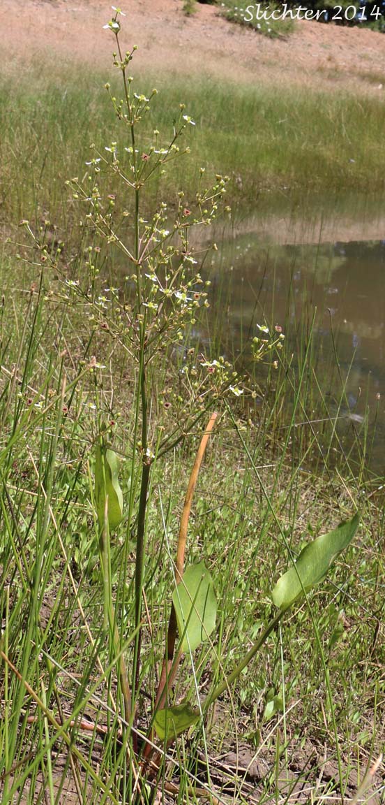 European Waterplantain, European Water-plantain, Northern Water-plantain: Alisma triviale (Synonyms: Alisma plantago-aquatica, Alisma plantago-aquatica var. americanum, Alisma plantago-aquatica var. plantago-aquatica)