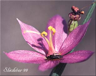 Grass-widow, Grass Widow, Inflated Grass Widows, Inflated purple-eyed Grass, Purple-eyed Grass: Olsynium douglasii var. inflatum (Synonyms: Olsynium inflatum, Sisyrinchium douglasii var. inflatum, Sisyrinchium inflatum)
