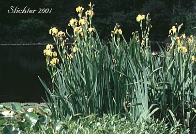 Pale Yellow Iris, Yellow Flag, Yellow Water Iris: Iris pseudacorus
