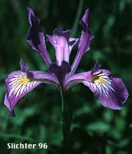Oregon Flag, Oregon Iris, Tough-leaved Iris: Iris tenax var. tenax (Synonyms: Iris tenax var. gormanii, Iris tenax ssp. klamathensis, Iris tenax var. marshallii, Iris tenax ssp. tenax)