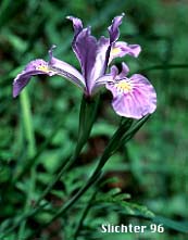 Oregon Flag, Oregon Iris, Tough-leaved Iris: Iris tenax var. tenax (Synonyms: Iris tenax var. gormanii, Iris tenax ssp. klamathensis, Iris tenax var. marshallii, Iris tenax ssp. tenax)