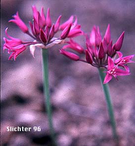 Tapertip Onion, Taper-tip Onion, Hooker's Onion: Allium acuminatum (Synonyms: Allium acuminatum var. acuminatum, Allium acuminatum var. cuspidatum, Allium cuspidatum)