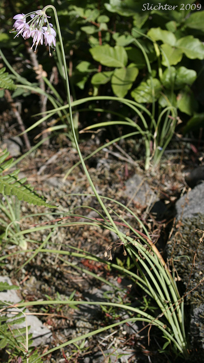 Nodding Onion: Allium cernuum