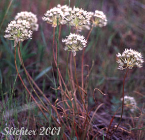 Nevius' Garlic, Nevius' Onion: Allium douglasii var. nevii (Synonym: Allium nevii var. nevii) 