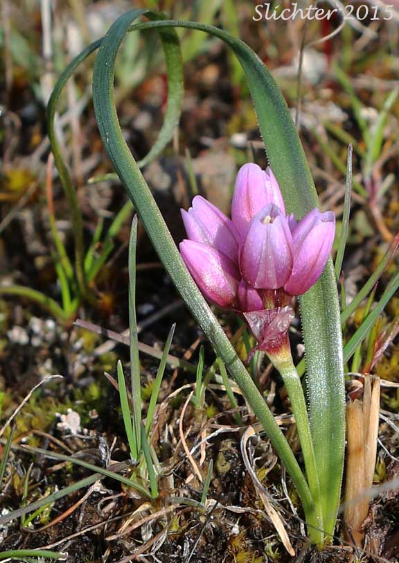 Fragile Onion, Scilla-like Onion: Allium scilloides