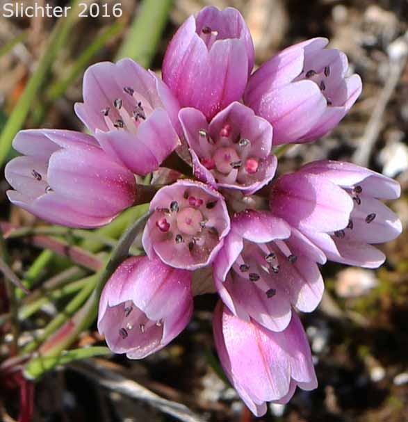 Inflorescence of Fragile Onion, Scilla-like Onion: Allium scilloides
