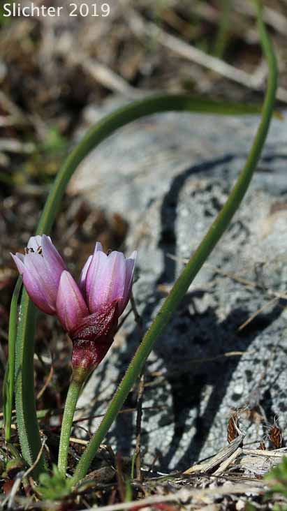 Fragile Onion, Scilla-like Onion: Allium scilloides