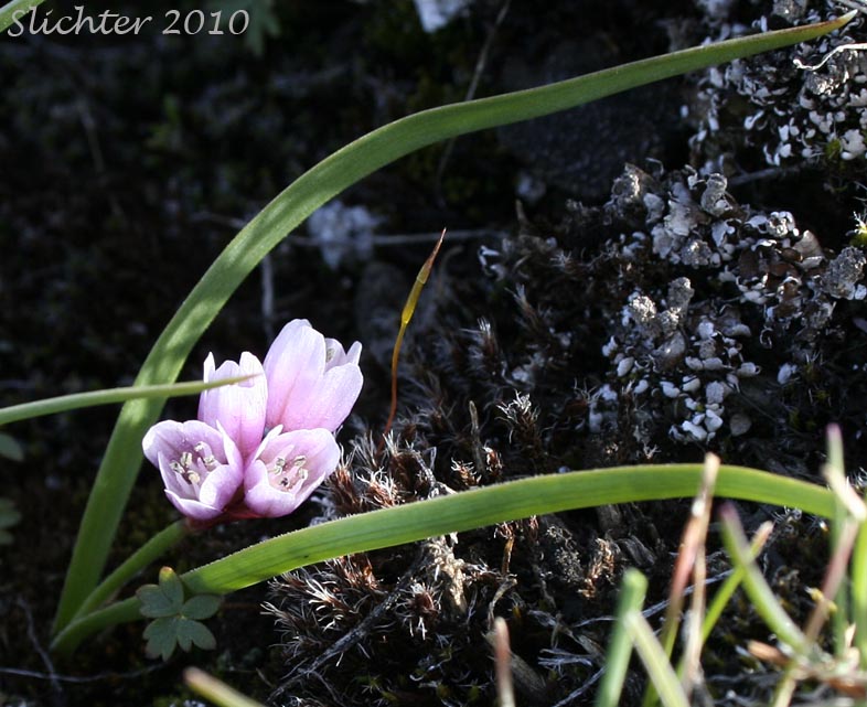 Fragile Onion, Scilla-like Onion: Allium scilloides