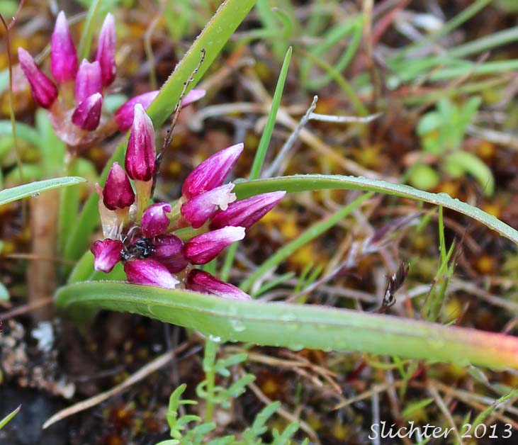 Fragile Onion, Scilla-like Onion: Allium scilloides