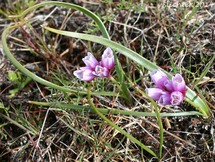 Fragile Onion, Scilla-like Onion: Allium scilloides