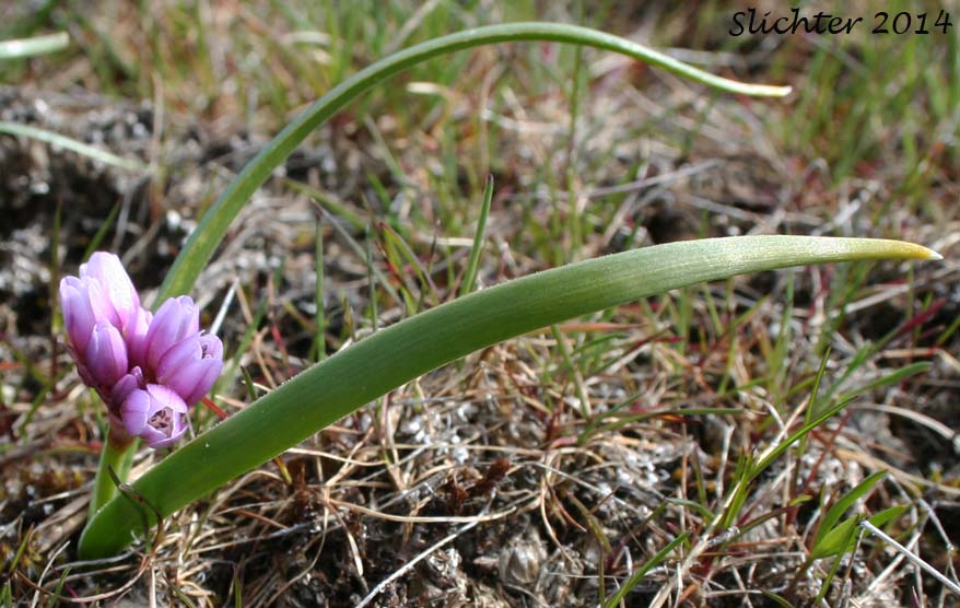 Fragile Onion, Scilla-like Onion: Allium scilloides