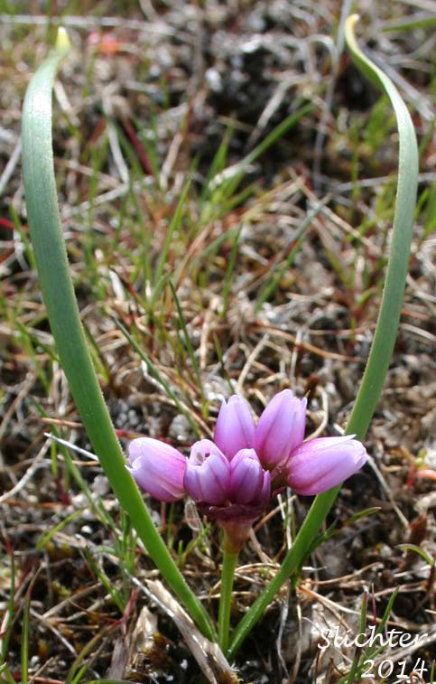 Fragile Onion, Scilla-like Onion: Allium scilloides
