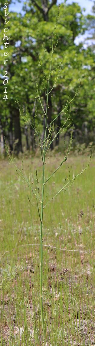 Asparagus, Garden Asparagus: Asparagus officinalis (Synonyms: Asparagus officinalis ssp. officinalis, Asparagus officinalis ssp. prostratus)