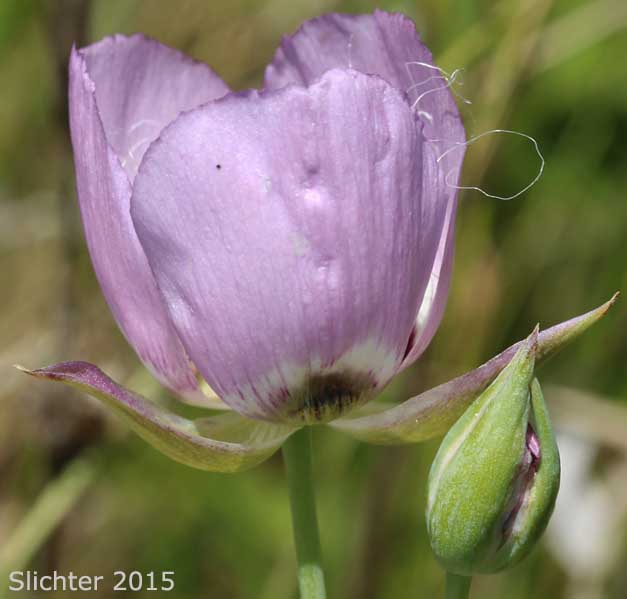 Longbeard Mariposa Lily, Long-bearded Mariposa Lily, Long-bearded Sego Lily, Longhair Star Tulip: Calochortus longebarbatus var. longebarbatus