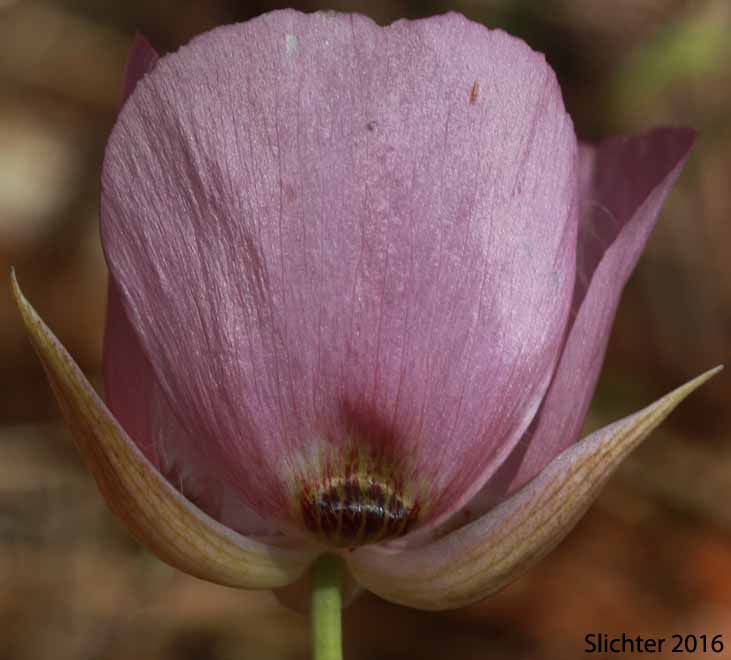 Flower of Longbeard Mariposa Lily, Long-bearded Mariposa Lily, Long-bearded Sego Lily, Longhair Star Tulip: Calochortus longebarbatus var. longebarbatus
