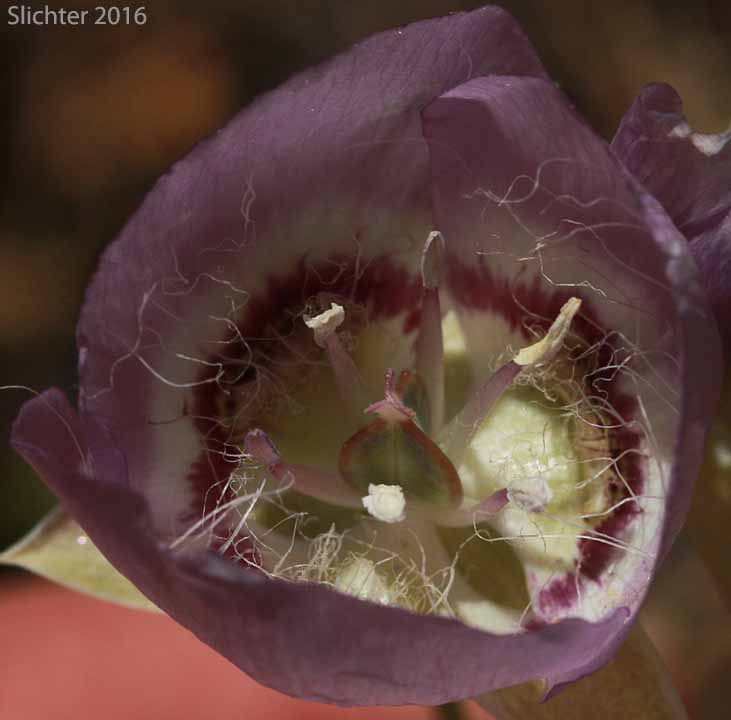 Flower of Longbeard Mariposa Lily, Long-bearded Mariposa Lily, Long-bearded Sego Lily, Longhair Star Tulip: Calochortus longebarbatus var. longebarbatus