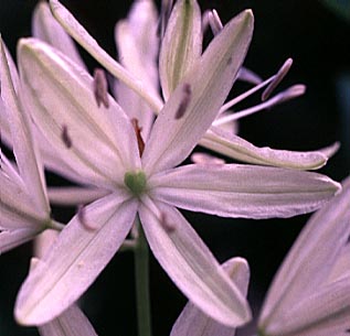Albino flower of Great Camas, Large Camas, Leichtlin's Camas, Suksdorf's Large Camas: Camassia leichtlinii ssp. suksdorfii (Synonyms: Camassia leichtlinii var. suksdorfii, Camassia suksdorfii)