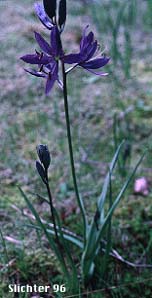 Common Camas, Small Camas: Camassia quamash ssp. breviflora (Synonym: Camassia quamash var. breviflora) as seen at Jackman Park on the Steens Mt., southeastern Oregon