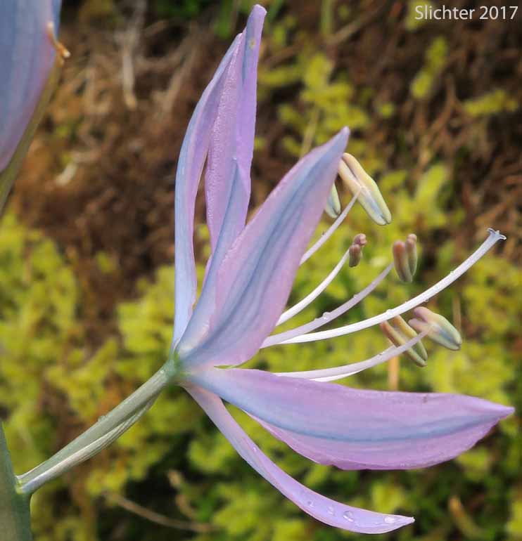 Common Camas, Small Camas: Camassia quamash ssp. maxima (Synonym: Camassia quamash var. maxima)