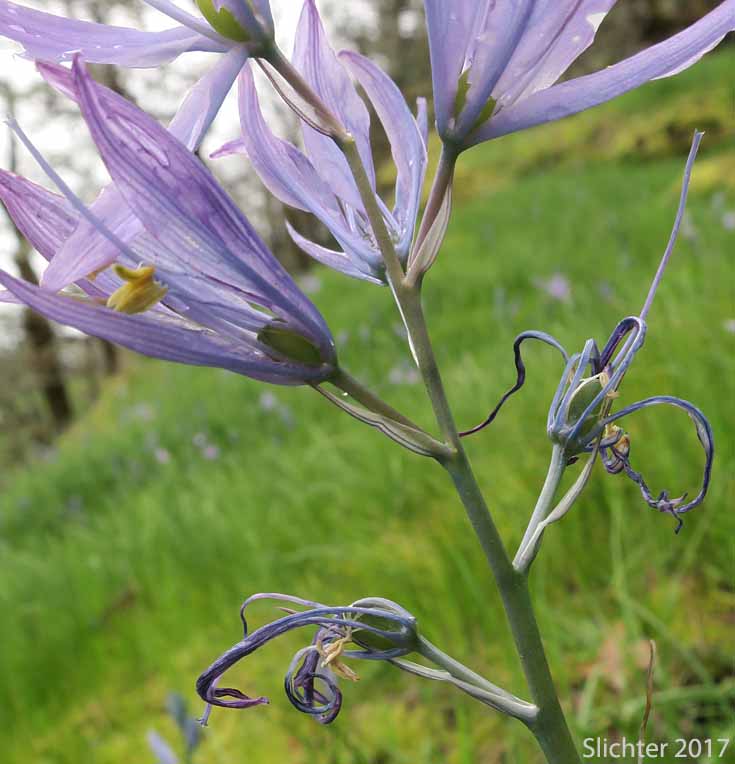 Tepals wither separately on Common Camas, Small Camas: Camassia quamash ssp. maxima (Synonym: Camassia quamash var. maxima)