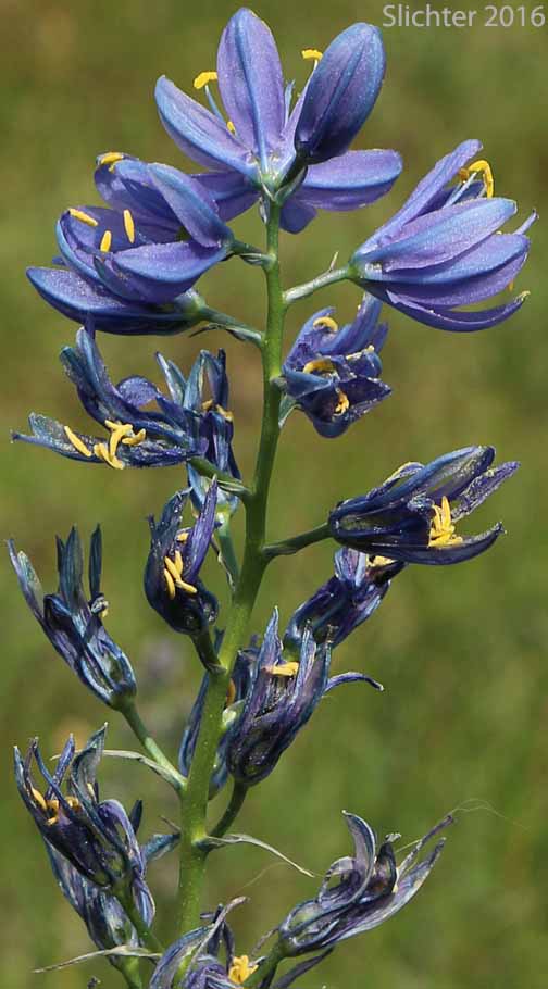 Common Camas, Small Camas: Camassia quamash ssp. quamash (Synoyms: Camassia quamash ssp. teapeae, Camassia quamash var. quamash, Phalangium quamash)