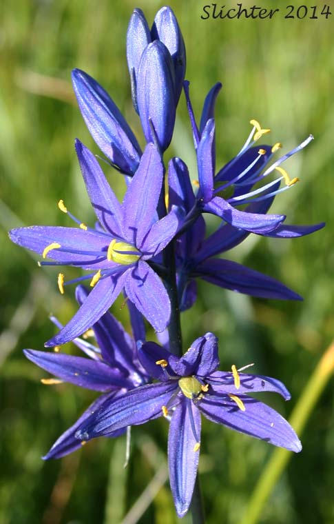 Common Camas, Small Camas: Camassia quamash ssp. quamash (Synoyms: Camassia quamash ssp. teapeae, Camassia quamash var. quamash, Phalangium quamash)
