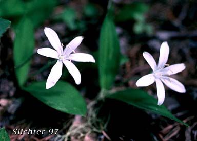 Bead Lily, Bride's Bonnet, Queen's Cup: Clintonia uniflora (Synonyms: Smilacina borealis var. uniflora, Smilacina uniflora)