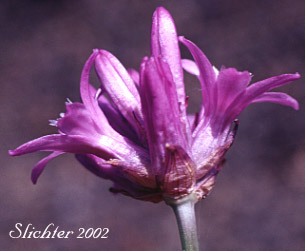Ball-headed Cluster Lily, Cluster Lily, Northern Saitas, Ookow: Dichelostemma congestum (Synonyms: Brodiaea congesta, Hookera congesta)