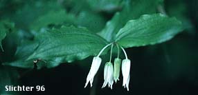 Fairy Lanterns, Largeflower Fairybells, Smith's Fairybells: Prosartes smithii (Synonyms: Disporum smithii, Prosartes menziesii, Uvularia smithii)