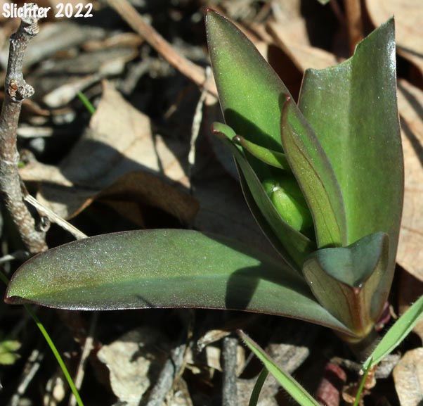 Chocolate Lily, Chocolate Lily, Mission Bells: Fritillaria affinis (Synonyms: Fritillaria lanceolata, Fritillaria affinis ssp. affinis, Fritillaria affinis var. affinis, Fritillaria lanceolata var. gracilis, Fritillaria lanceolata var. tristulis, Fritillaria multiflora, Fritillaria parviflora, Fritillaria phaeanthera, Lilium affine)