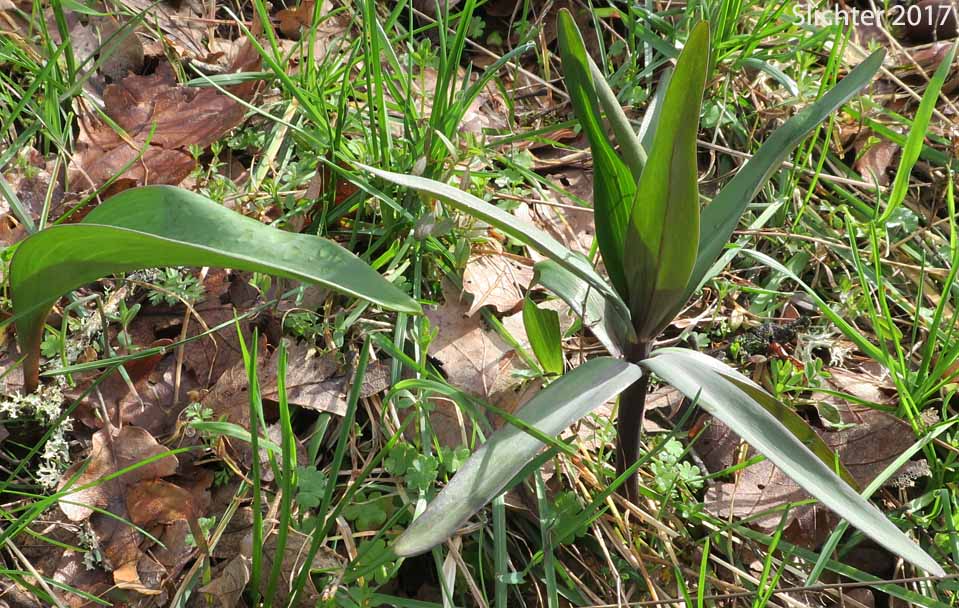 Chocolate Lily, Chocolate Lily, Mission Bells: Fritillaria affinis (Synonyms: Fritillaria lanceolata, Fritillaria affinis ssp. affinis, Fritillaria affinis var. affinis, Fritillaria lanceolata var. gracilis, Fritillaria lanceolata var. tristulis, Fritillaria multiflora, Fritillaria parviflora, Fritillaria phaeanthera, Lilium affine)