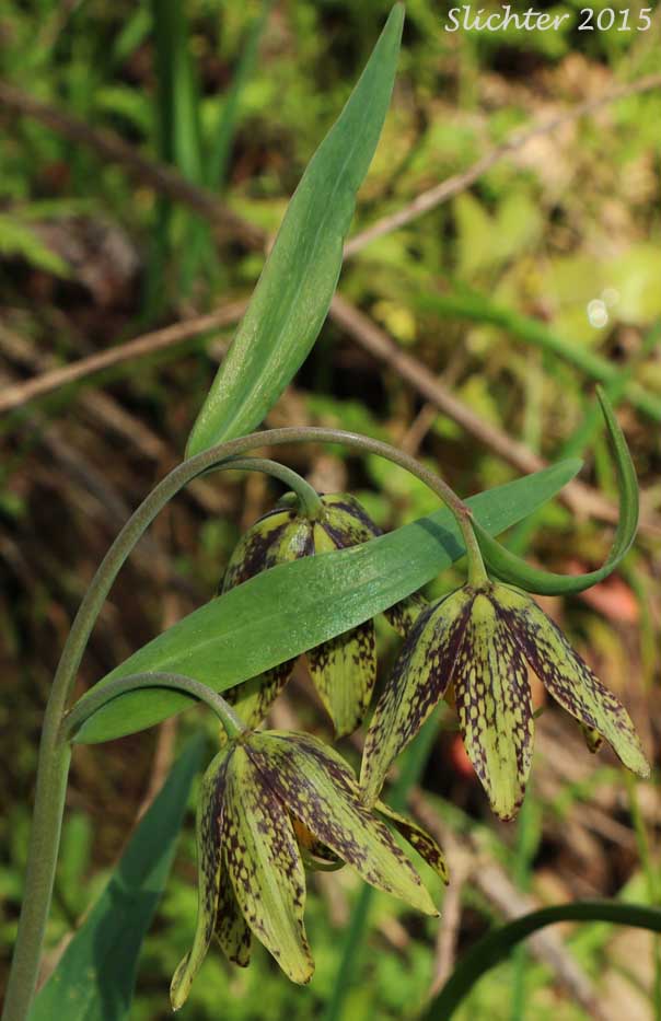 Chocolate Lily, Chocolate Lily, Mission Bells: Fritillaria affinis (Synonyms: Fritillaria lanceolata, Fritillaria affinis ssp. affinis, Fritillaria affinis var. affinis, Fritillaria lanceolata var. gracilis, Fritillaria lanceolata var. tristulis, Fritillaria multiflora, Fritillaria parviflora, Fritillaria phaeanthera, Lilium affine)
