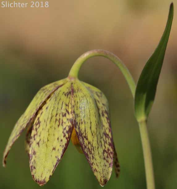 Flower of Chocolate Lily, Chocolate Lily, Mission Bells: Fritillaria affinis (Synonyms: Fritillaria lanceolata, Fritillaria affinis ssp. affinis, Fritillaria affinis var. affinis, Fritillaria lanceolata var. gracilis, Fritillaria lanceolata var. tristulis, Fritillaria multiflora, Fritillaria parviflora, Fritillaria phaeanthera, Lilium affine)