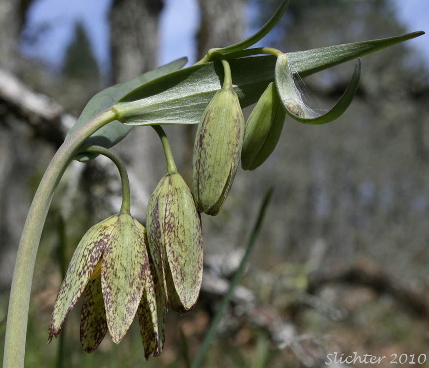 Inflorescence of Chocolate Lily, Chocolate Lily, Mission Bells: Fritillaria affinis (Synonyms: Fritillaria lanceolata, Fritillaria affinis ssp. affinis, Fritillaria affinis var. affinis, Fritillaria lanceolata var. gracilis, Fritillaria lanceolata var. tristulis, Fritillaria multiflora, Fritillaria parviflora, Fritillaria phaeanthera, Lilium affine)