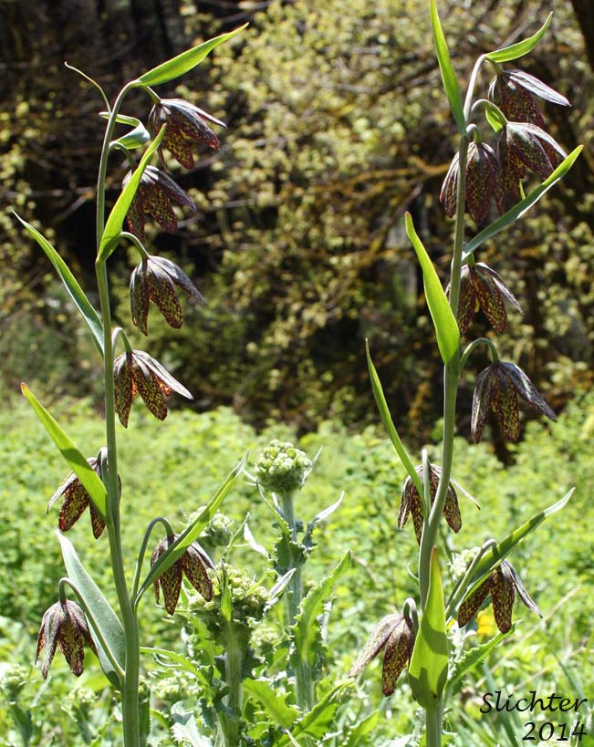 Chocolate Lily, Chocolate Lily, Mission Bells: Fritillaria affinis (Synonyms: Fritillaria lanceolata, Fritillaria affinis ssp. affinis, Fritillaria affinis var. affinis, Fritillaria lanceolata var. gracilis, Fritillaria lanceolata var. tristulis, Fritillaria multiflora, Fritillaria parviflora, Fritillaria phaeanthera, Lilium affine)