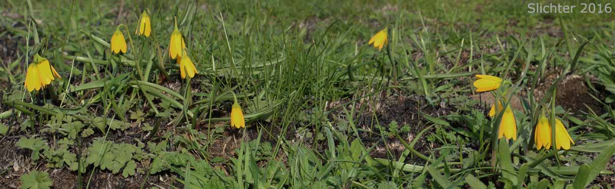 Yellow Bells, Yellow Fritillary, Yellow Missionbells: Fritillaria pudica (Synonyms: Lilium pudicum, Ochrocodon pudicus)