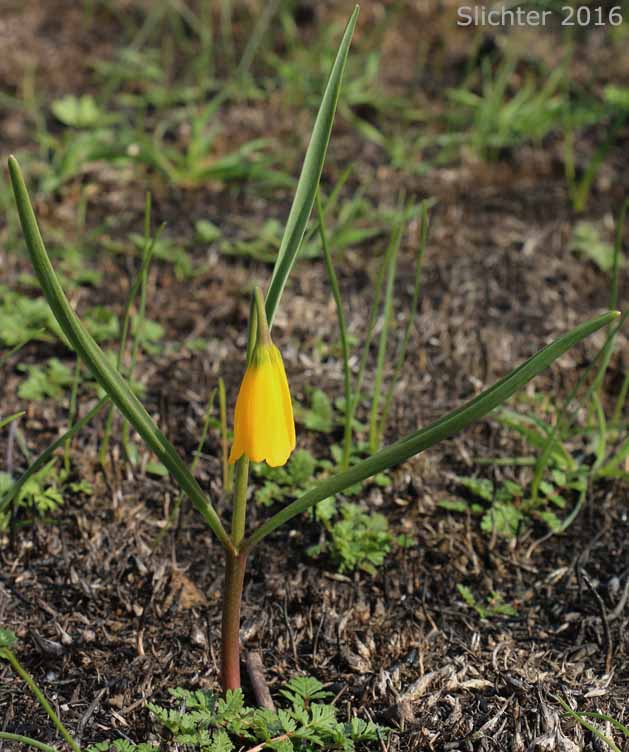Yellow Bells, Yellow Fritillary, Yellow Missionbells: Fritillaria pudica (Synonyms: Lilium pudicum, Ochrocodon pudicus)