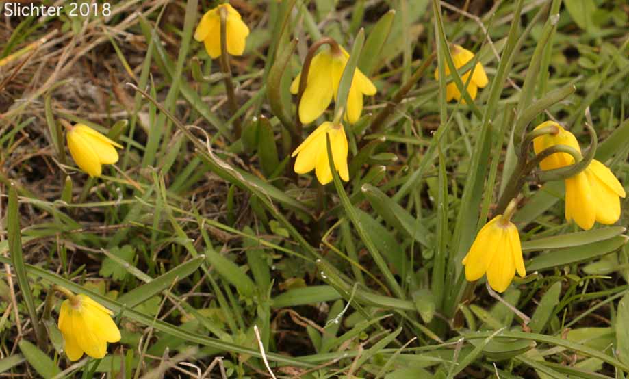 Yellow Bells, Yellow Fritillary, Yellow Missionbells: Fritillaria pudica (Synonyms: Lilium pudicum, Ochrocodon pudicus)